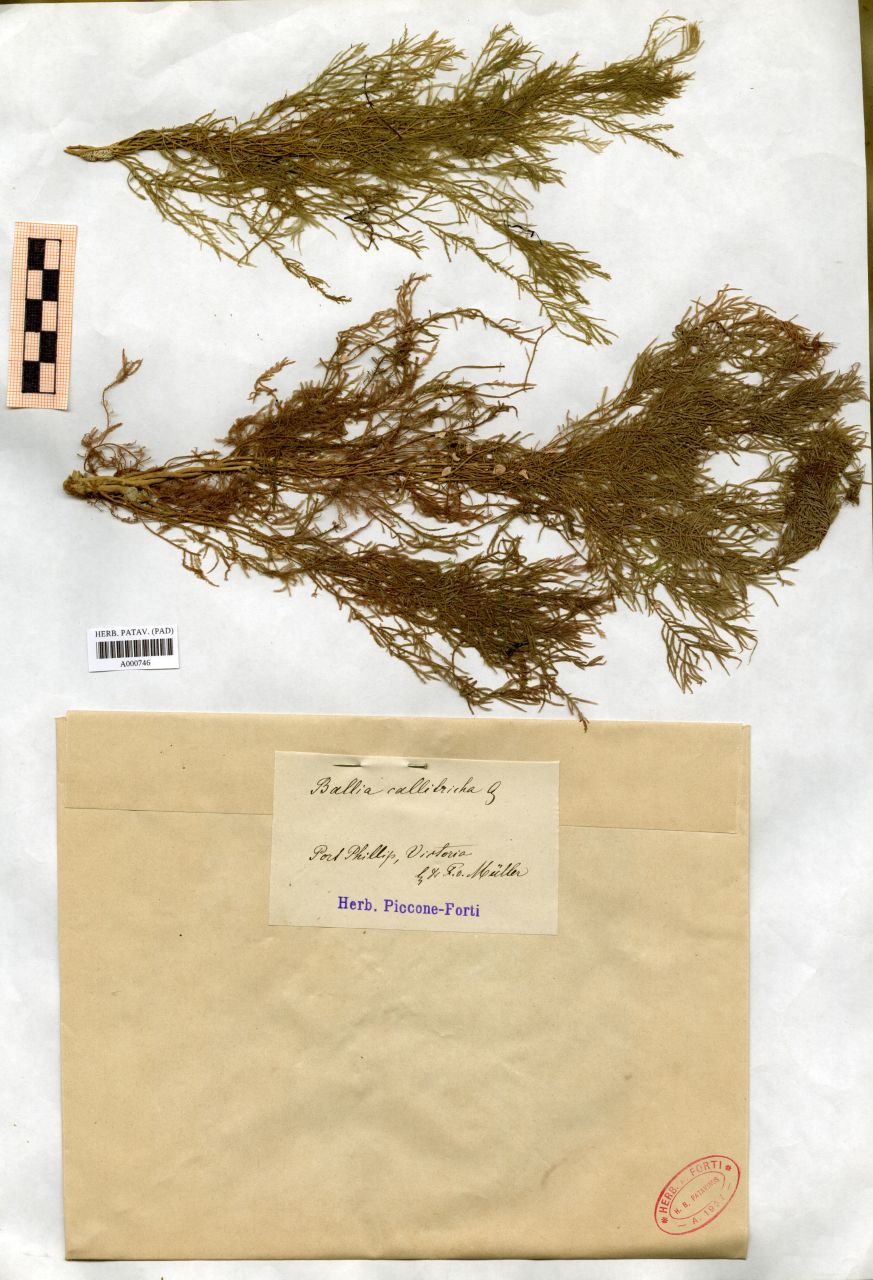 Ballia callitricha Ag - erbario, Collezione Achille Forti, Collezione Achille Forti