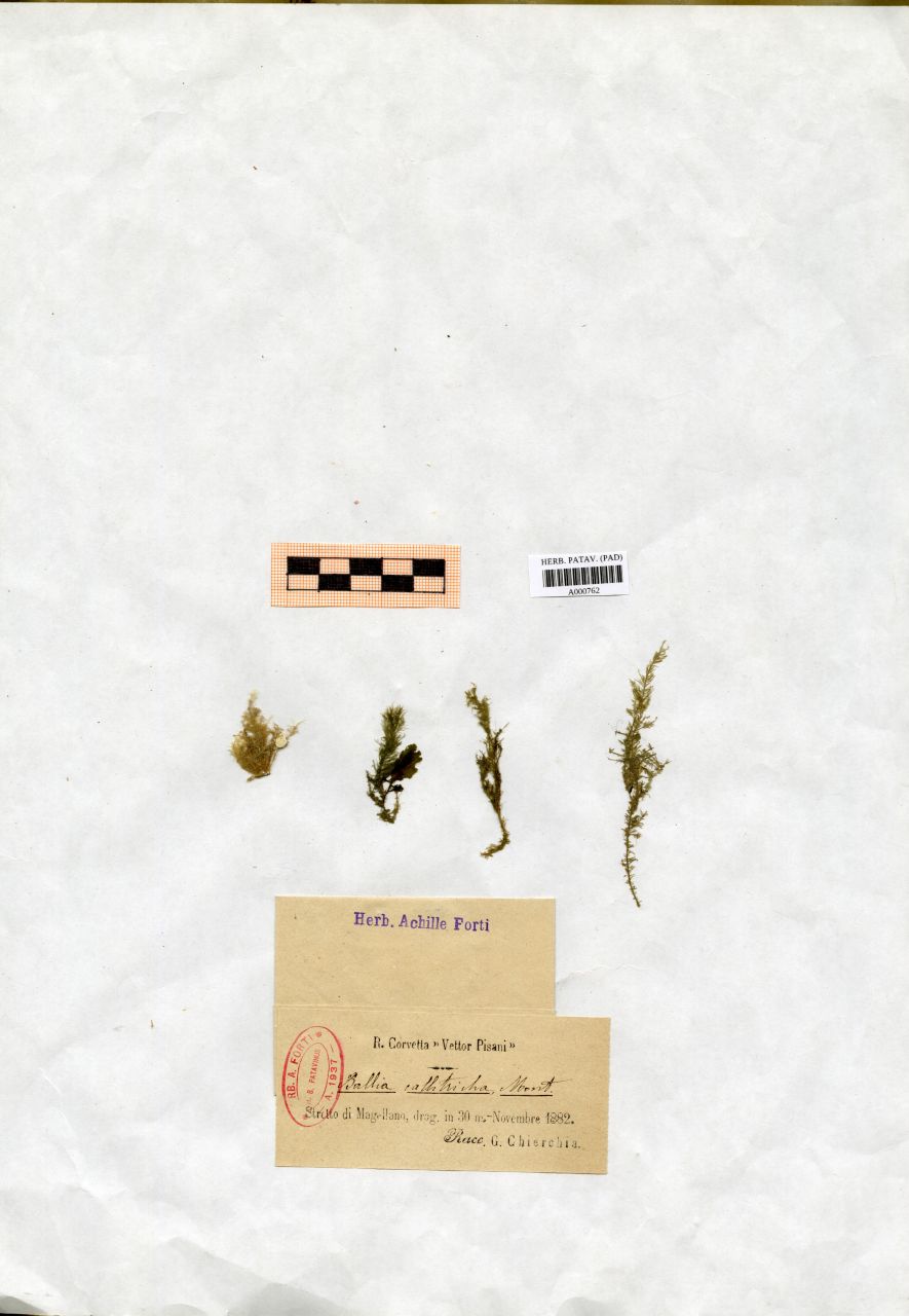 Ballia callitricha Mont - erbario, Collezione Achille Forti, Collezione Achille Forti (1882/11)