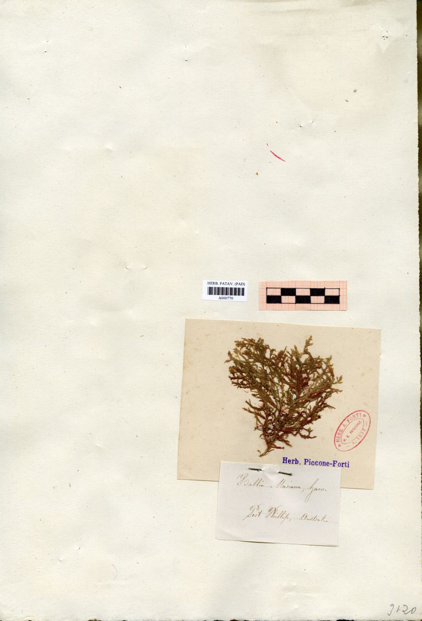 Ballia mariana Harv - erbario, Collezione Achille Forti, Collezione Achille Forti