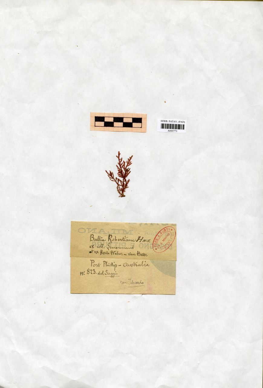 Ballia robertiana Harv - erbario, Collezione Achille Forti, Collezione Achille Forti