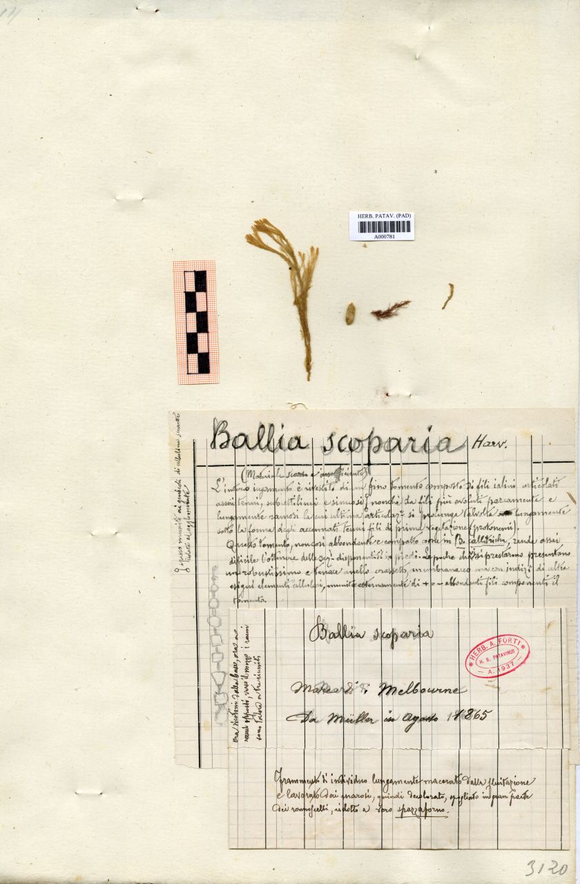 Ballia scoparia Harv - erbario, Collezione Achille Forti, Collezione Achille Forti (1865/08)