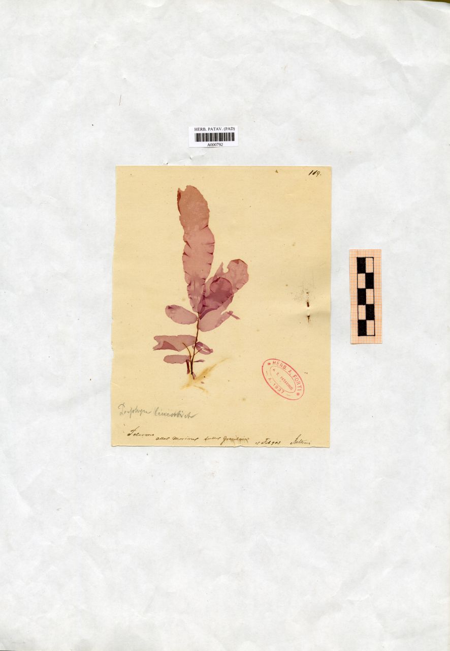 Porphyra leucosticta Thur - erbario, Collezione Achille Forti, Collezione Achille Forti (1903/02/19)