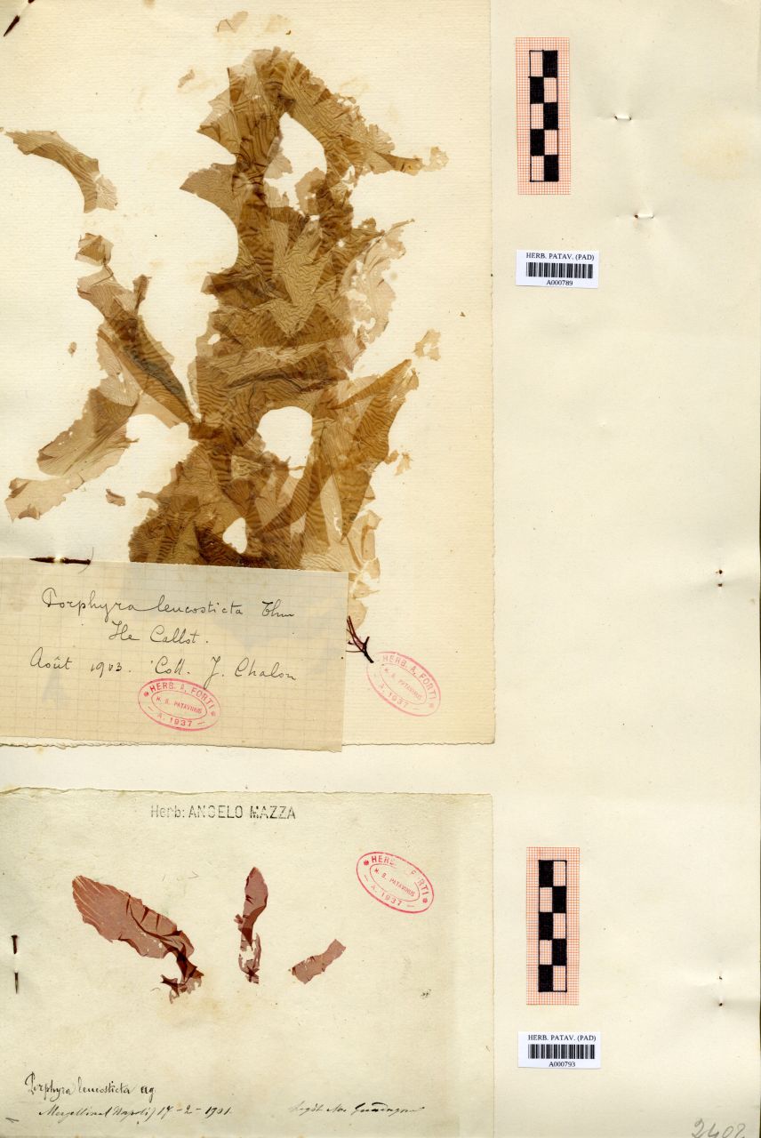 Porphyra leucosticta Thur - erbario, Collezione Achille Forti, Collezione Achille Forti (1901/02/17)