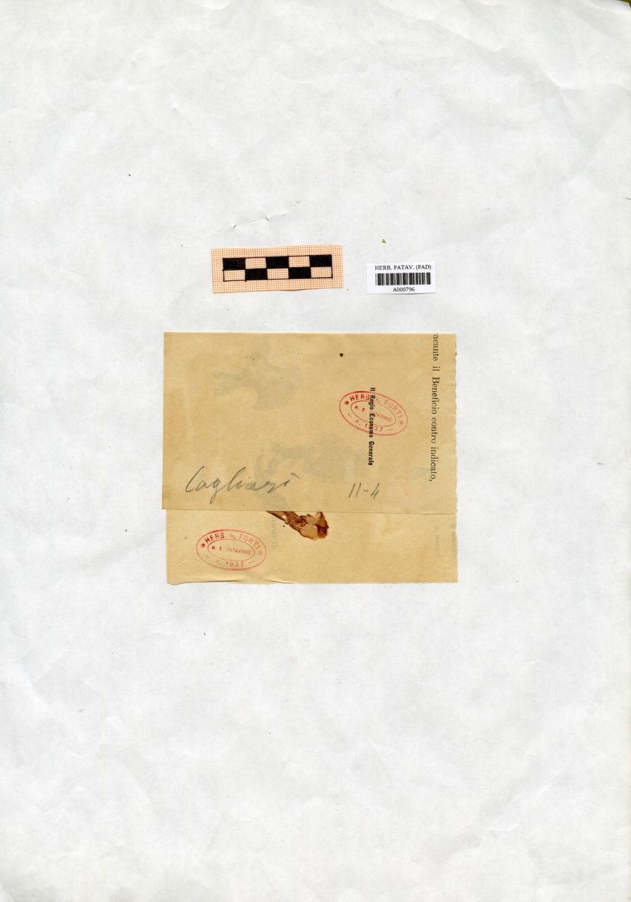 Porphyra - erbario, Collezione Achille Forti, Collezione Achille Forti