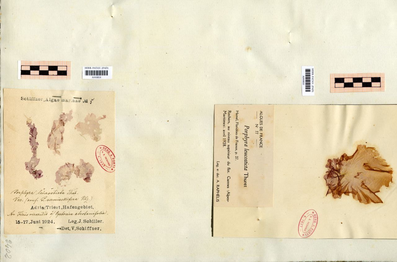 Porphyra leucosticta Thur. var. (conf. P. vermicellifera Ktz.) - erbario, Collezione Achille Forti, Collezione Achille Forti (1924/06/15 - 1924/06/17)