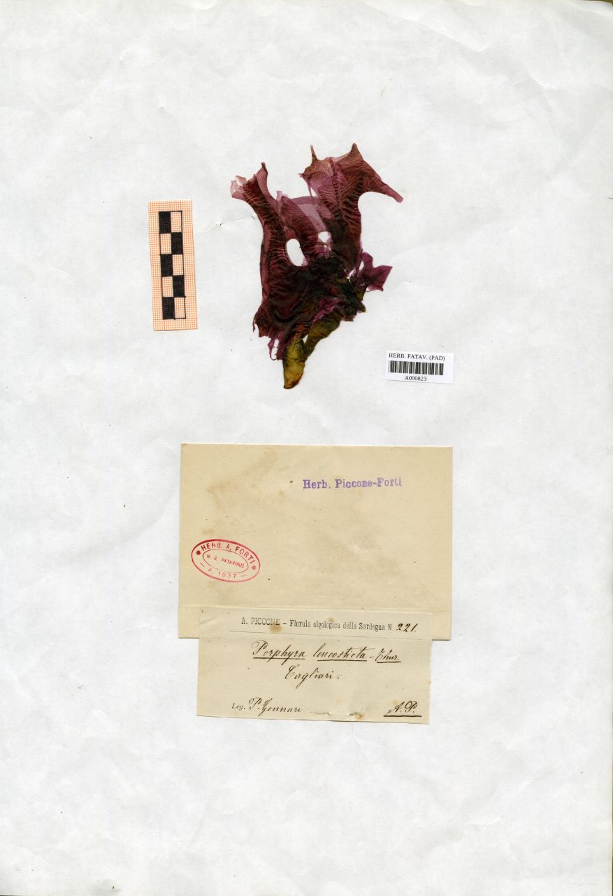 Porphyra leucosticta Thur - erbario, Collezione Achille Forti, Collezione Achille Forti