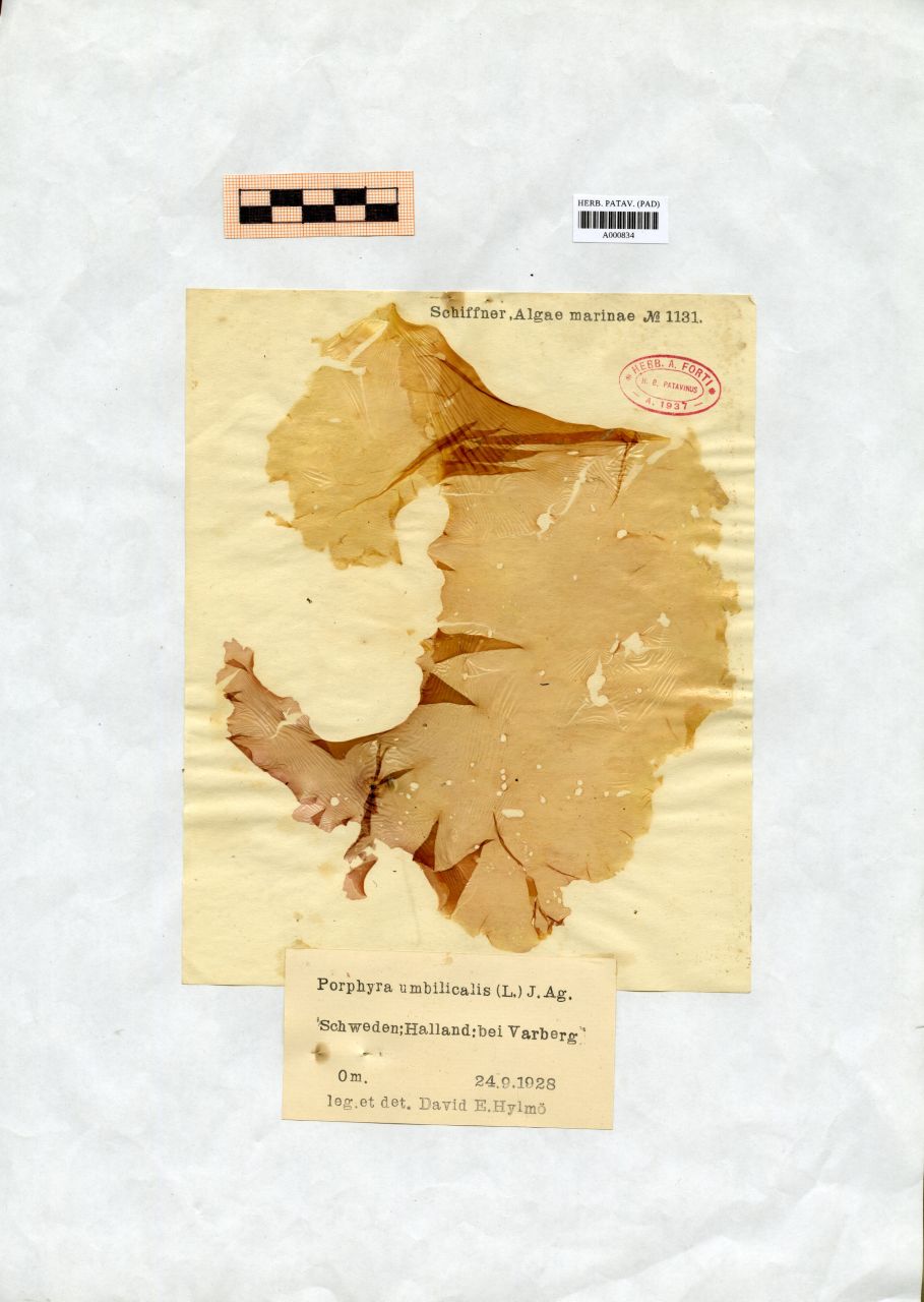 Porphyra umbilicalis (L.) J. Ag - erbario, Collezione Achille Forti, Collezione Achille Forti (1928/09/24)