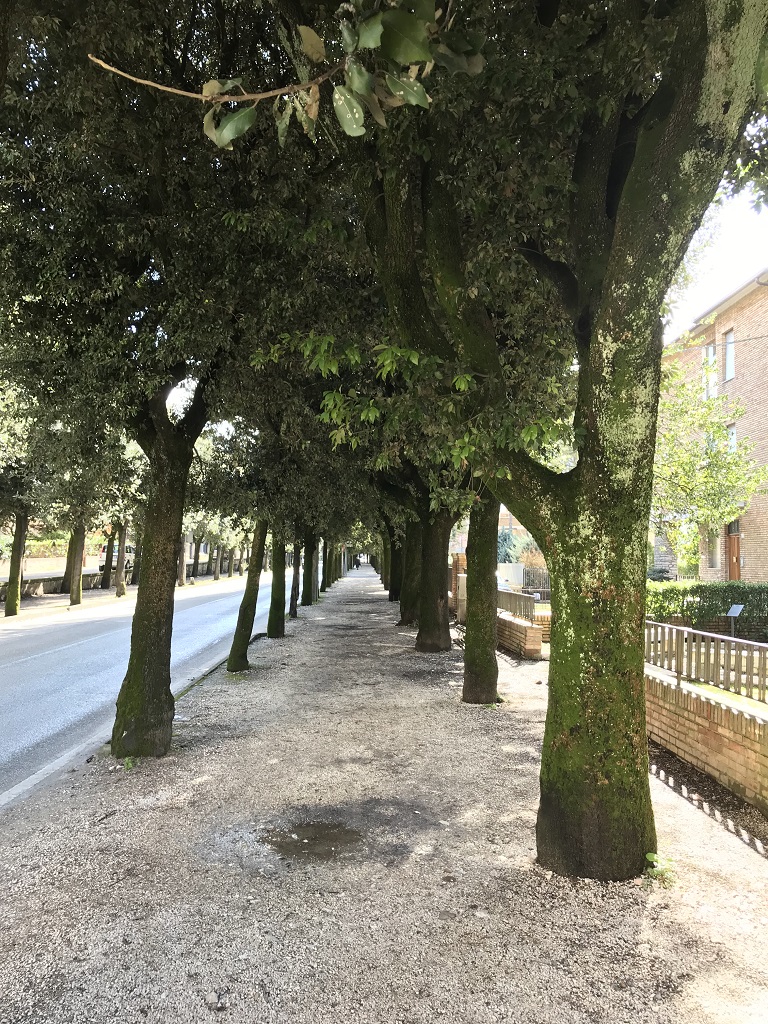 viale della Rimembranza di Gubbio (viale, commemorativo/ ai caduti della prima guerra mondiale) - Gubbio (PG) 