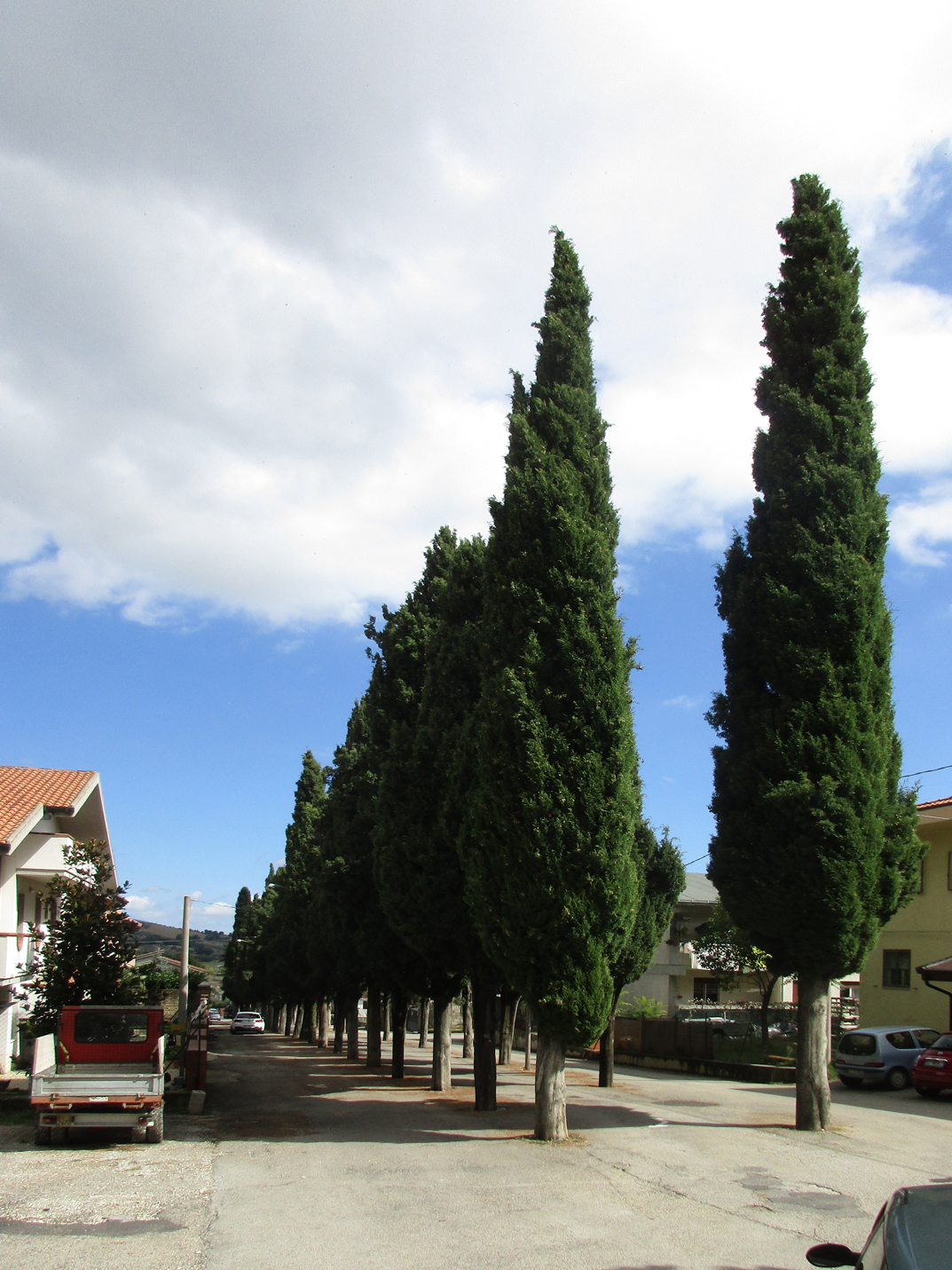Viale della Rimembranza di Civitella Casanova (viale, commemorativo/ ai caduti della prima guerra mondiale) - Civitella Casanova (PE) 