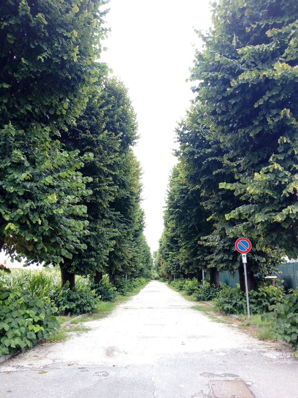 Viale della Rimembranza di Trenzano (viale, commemorativo/ ai caduti della prima guerra mondiale), viale della stazione - Trenzano (BS) 