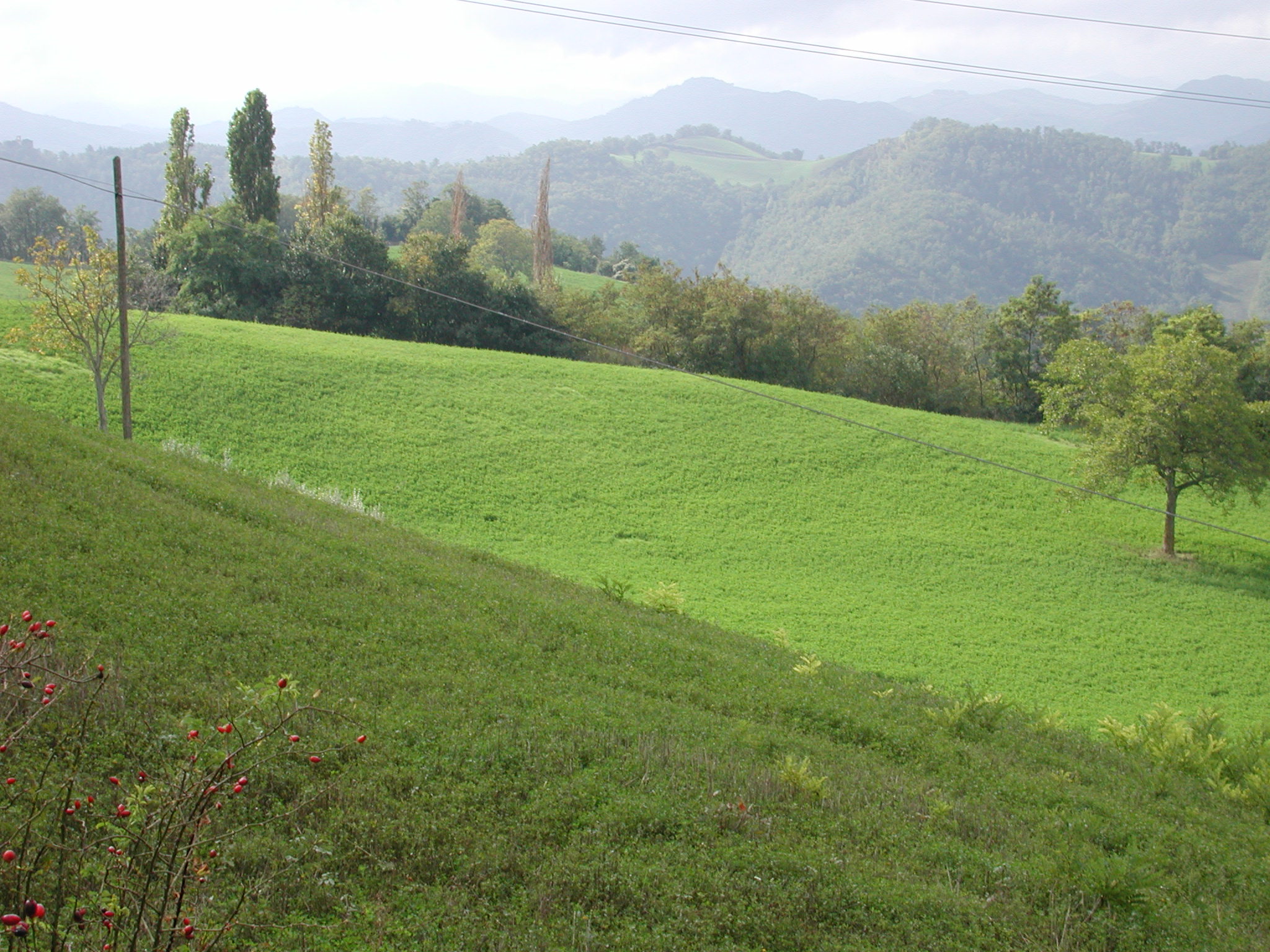 ritrovamento sporadico, instrumentum domesticum - Macerata Feltria (PU)  (PERIODIZZAZIONI/ Protostoria/ Eta' del Ferro/ Seconda eta' del Ferro)