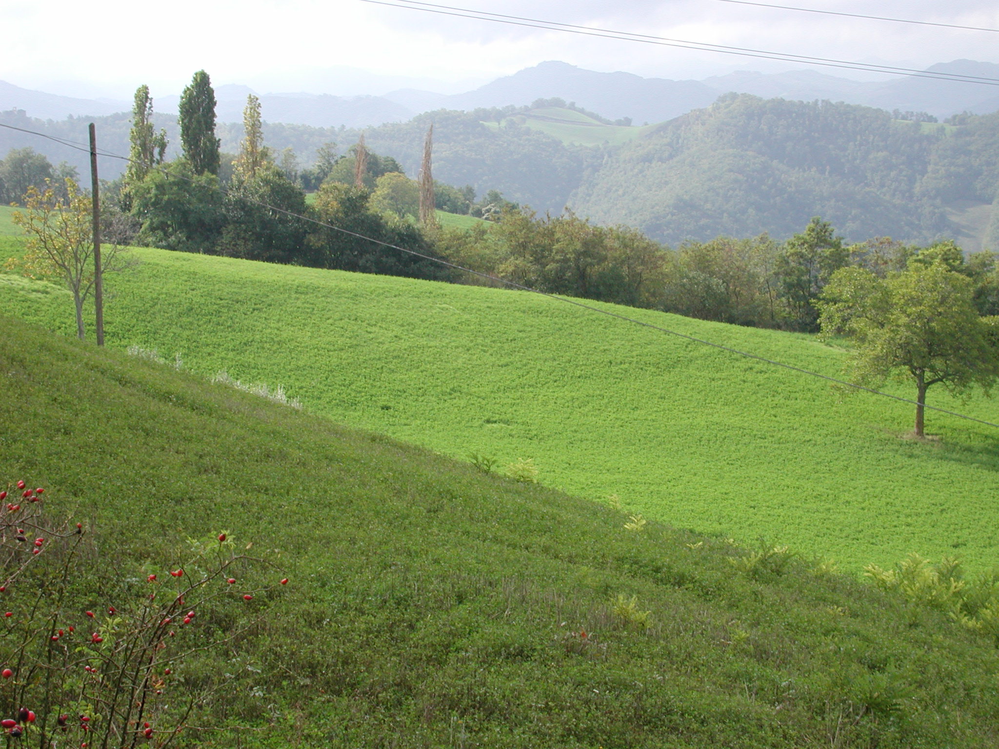 ritrovamento sporadico, instrumentum domesticum - Macerata Feltria (PU)  (PERIODIZZAZIONI/ Protostoria/ Eta' del Ferro/ Seconda eta' del Ferro)