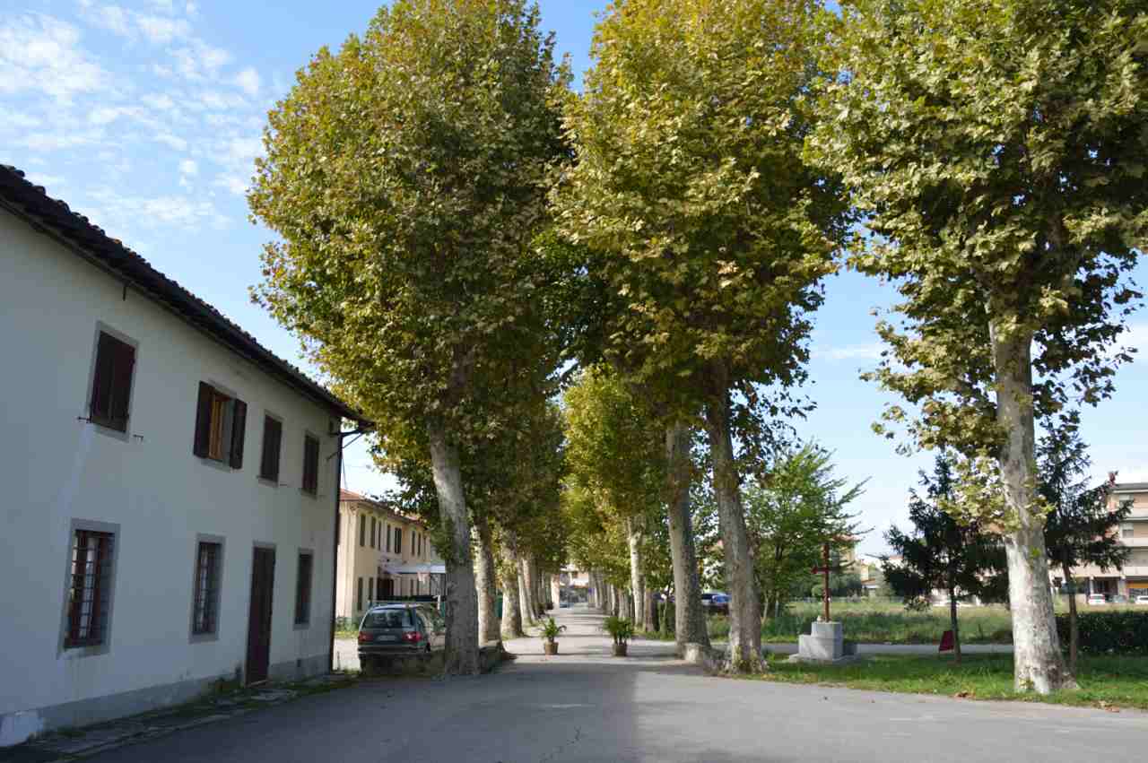 viale, commemorativo/ ai caduti della prima guerra mondiale, Viale della Rimembranza di Prato a San Giusto a Piazzanese - epoca fascista (XX)