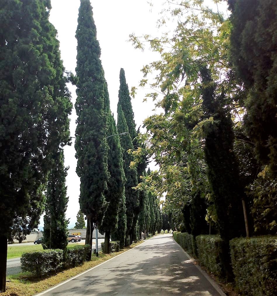 Viale della Rimembranza di Rovato (viale, commemorativo) - Rovato (BS) 