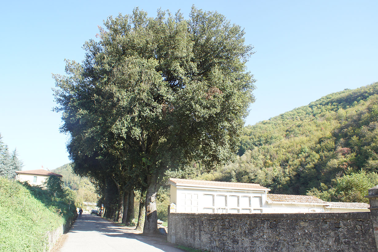 Viale della Rimembranza di Gattaia (viale, commemorativo/ ai caduti della prima guerra mondiale) - Vicchio (FI) 