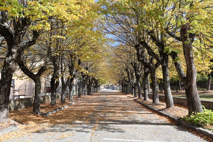 Viale della Rimembranza di Pacentro (viale, commemorativo/ ai caduti della prima guerra mondiale) - Pacentro (AQ) 