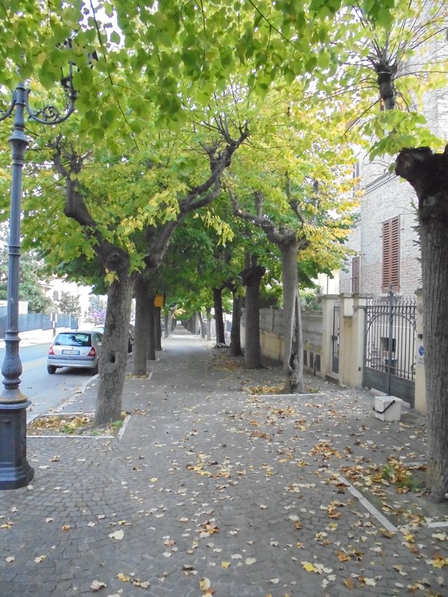 Viale della Rimembranza di Giulianova (viale, commemorativo/ ai caduti della prima guerra mondiale) - Giulianova (TE) 