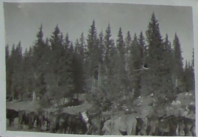 Paesaggio (positivo) di fotografia ritrattistica Prima Guerra mondiale (primo quarto XX)