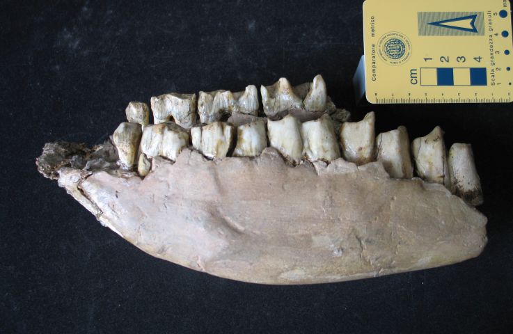 fossile (resti di rinoceronte, esemplare)