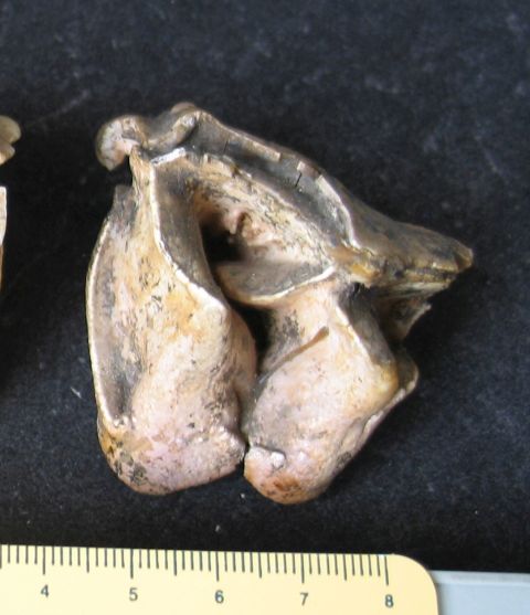 fossile (resti di rinoceronte, esemplare)