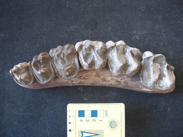 fossile (resti dentari di lofiodonte, esemplare)