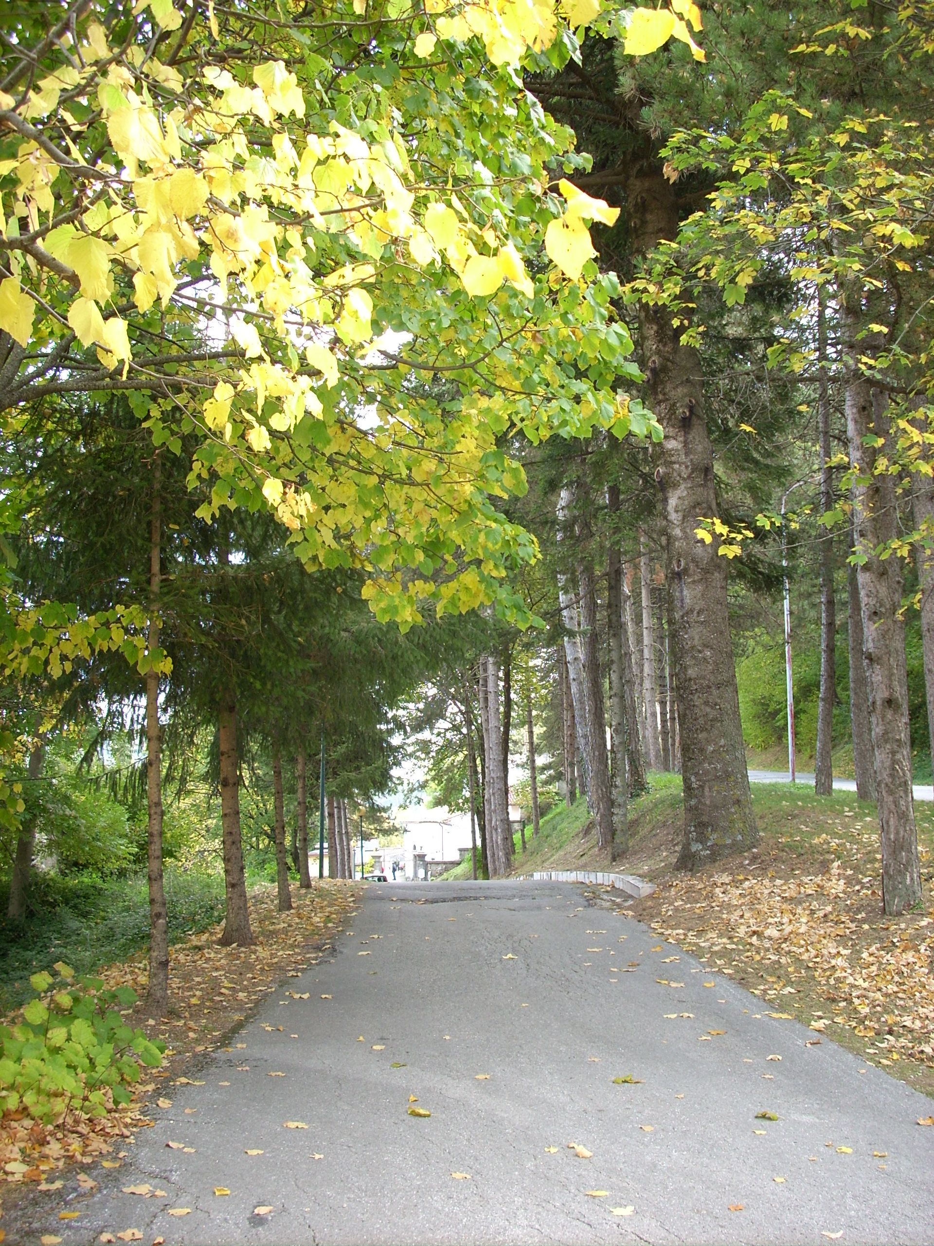 Viale della Rimembranza di Roccamandolfi (viale, commemorativo/ ai caduti della prima guerra mondiale) - Roccamandolfi (IS) 