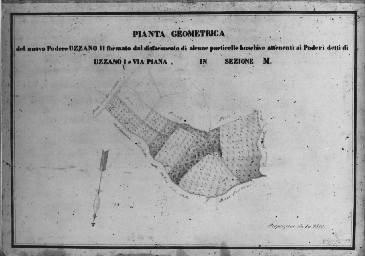 pianta del nuovo podere di Uzzano (disegno tecnico) di Cigheri G (sec. XIX)