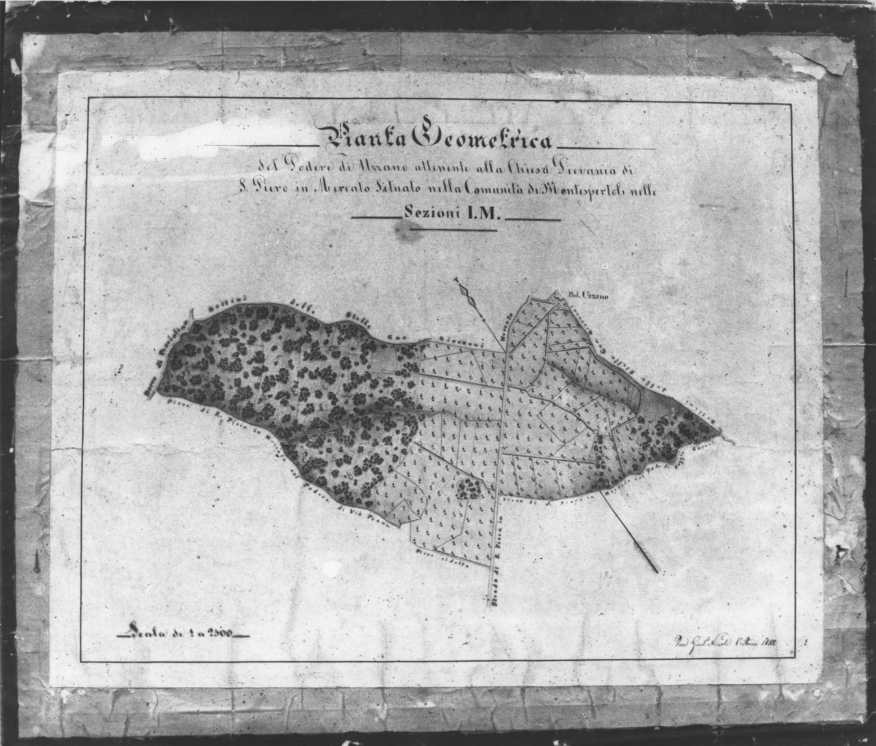 pianta del podere di Uzzano (disegno tecnico) di Niccoli Francesco Giuseppe (sec. XIX)