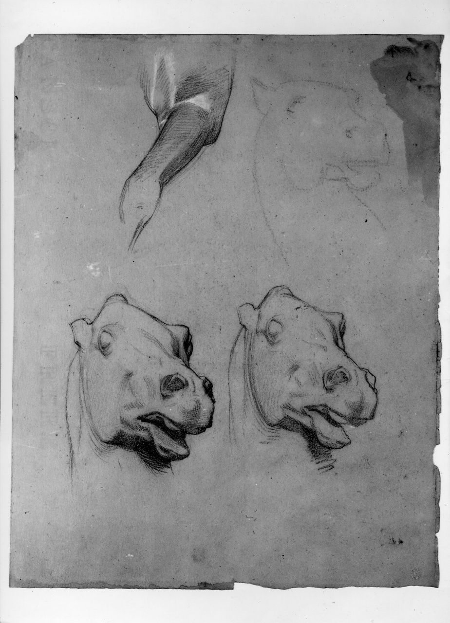 studio di testa di cavallo; studio di gamba di cavallo; studio di panneggio (disegno preparatorio) di Franchi Alessandro (sec. XIX)