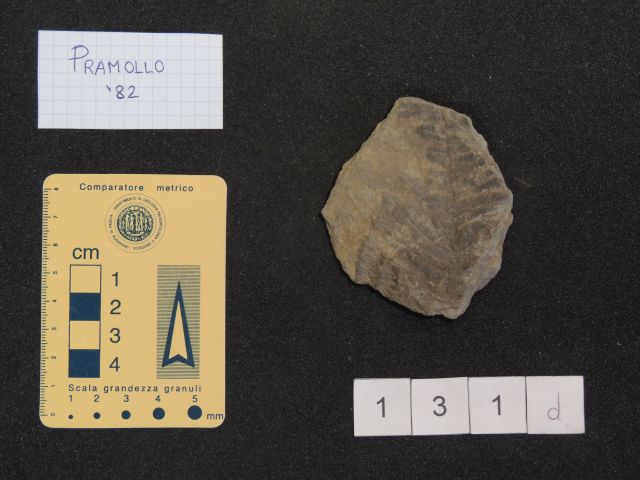 fossile (pteridofite marattiaceae, esemplare)