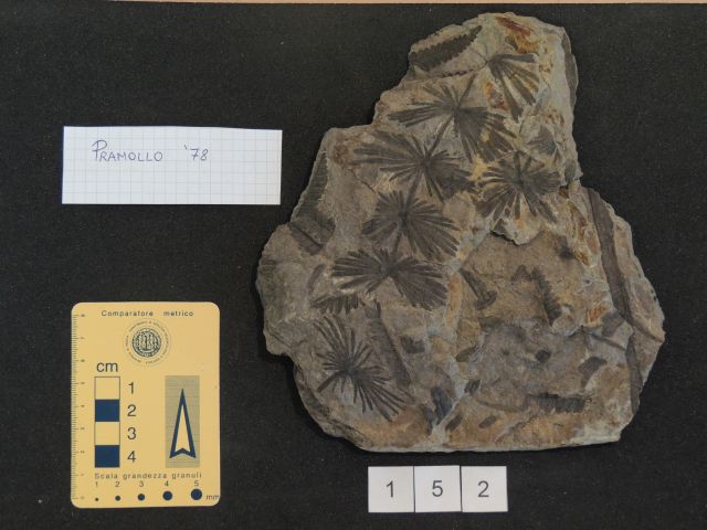 fossile (equisetali calamitaceae e pteridofite marattiaceae, associazione fossile)