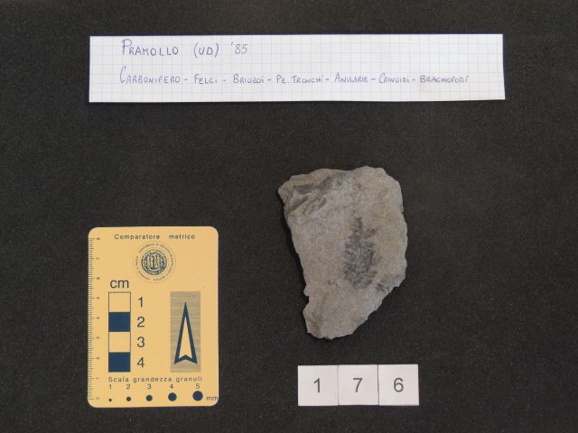 fossile (pteridofite marattiaceae, esemplare)