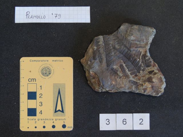 fossile (pteridofite marattiaceae, esemplare)
