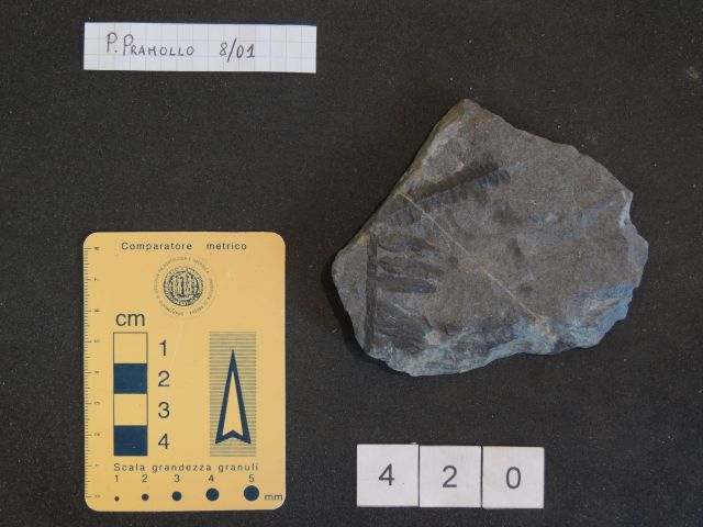 fossile (pteridofite marattiaceae, esemplare)