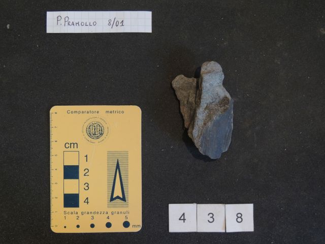 fossile (equisetali calamitaceae, esemplare)