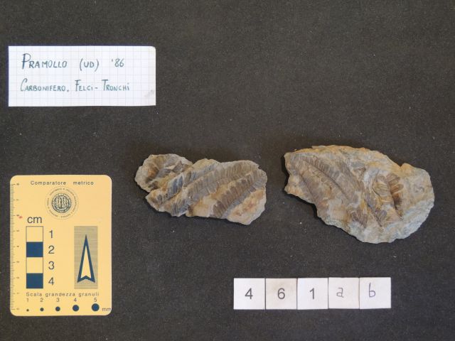 fossile (pteridofite marattiaceae, esemplare)