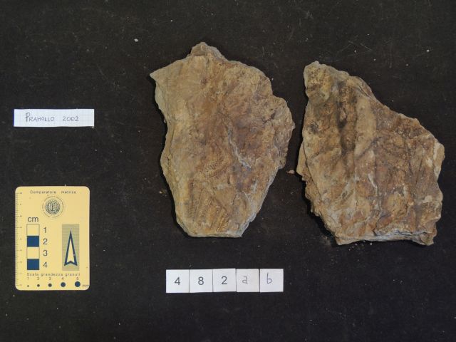 fossile (equisetali calamitaceae e pteridofite marattiaceae, associazione fossile)