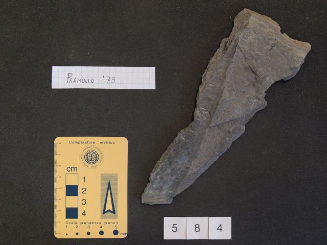 fossile (possibile cordaitale, esemplare)