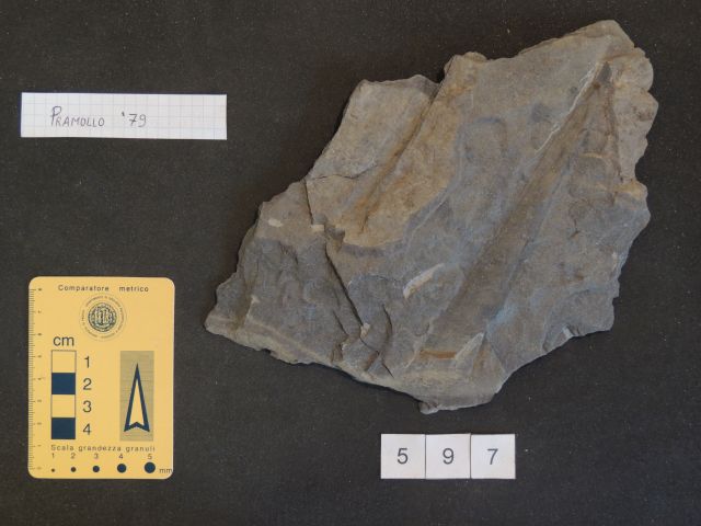 fossile (possibile cordaitale, esemplare)