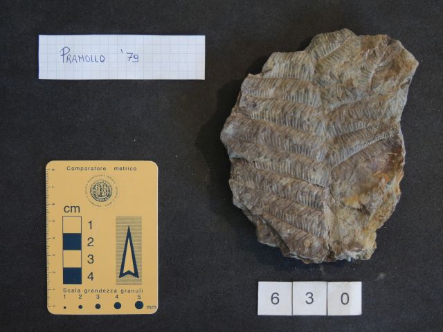 fossile (pteridofite marattiaceae, esemplare)