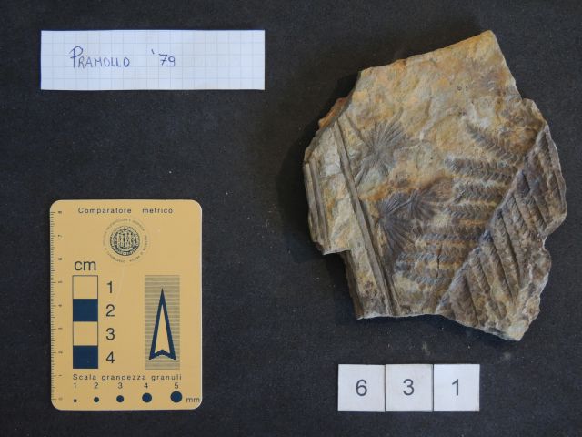 fossile (equisetali calamitaceae e pteridofite marattiaceae, associazione fossile)