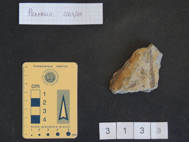 fossile (equisetali calamitaceae, esemplare)