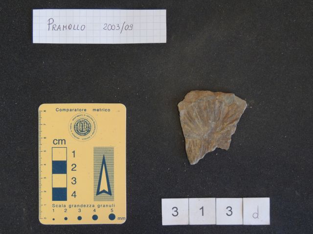fossile (equisetali calamitaceae, esemplare)