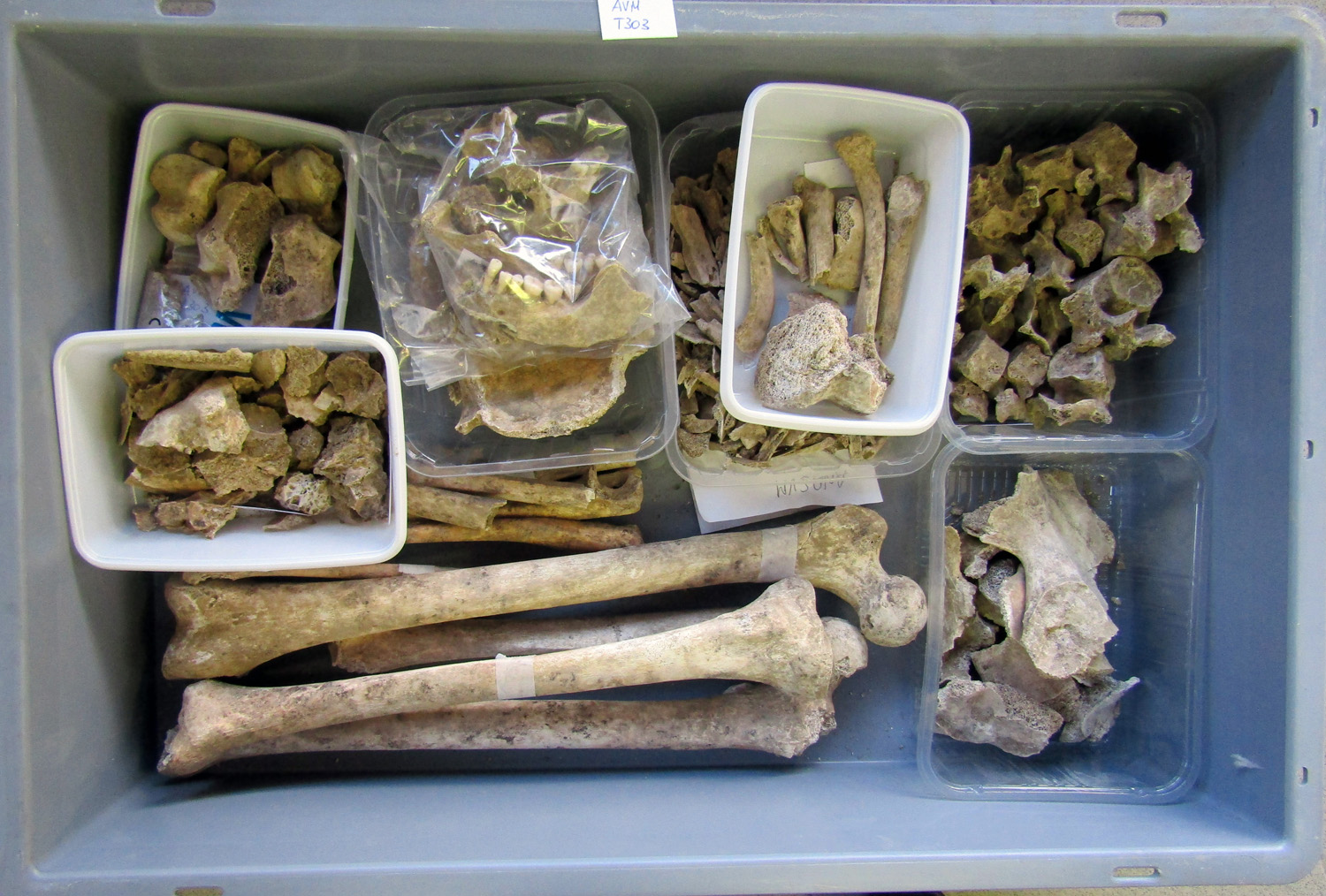 reperti antropologici pertinenti a un unico individuo, reperto osteo-dentario (morfologia naturale, inumato) (SECOLI/ II a.C)