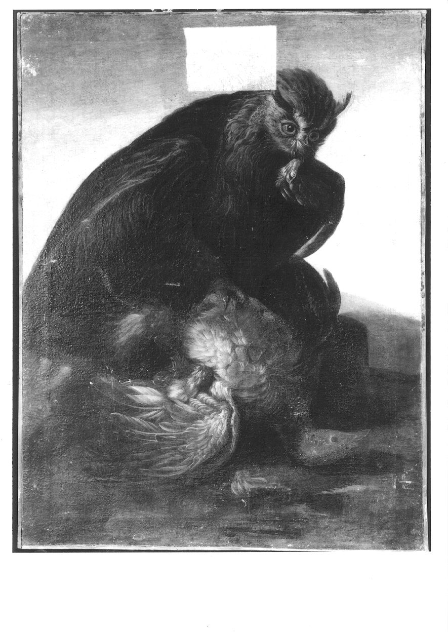 uccello notturno (dipinto, insieme) di Duranti Giorgio (seconda metà sec. XVIII)