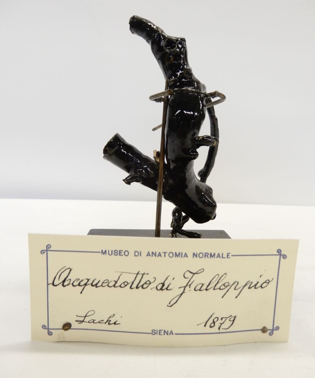 singolo reperto antropologico, preparato anatomico (morfologia/ struttura alterata post mortem per intervento antropico, trattato e colorato) (fine XIX)