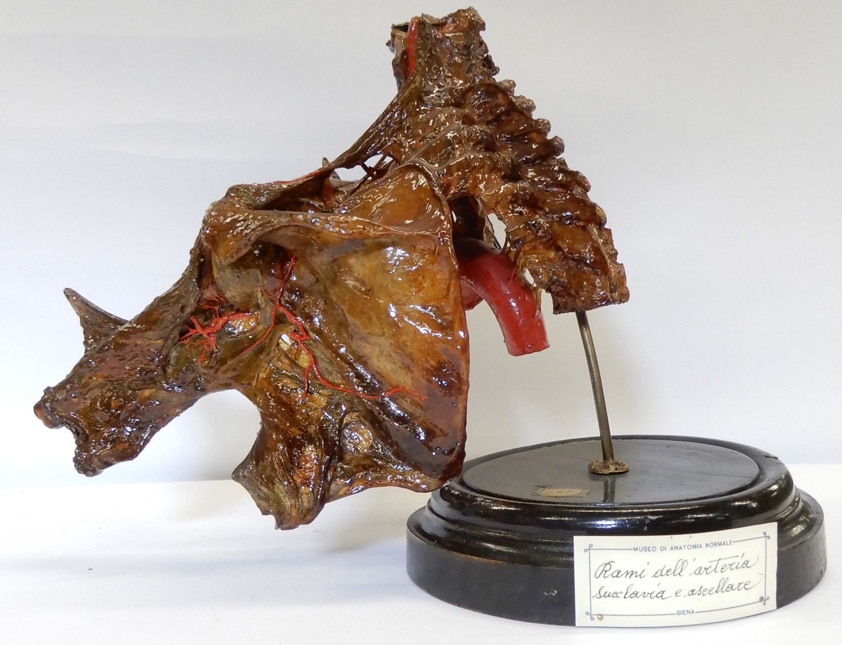 singolo reperto antropologico, preparato anatomico (apparato circolatorio), arteria (morfologia/ struttura alterata post mortem per intervento antropico, trattato e colorato) (non determinabile)