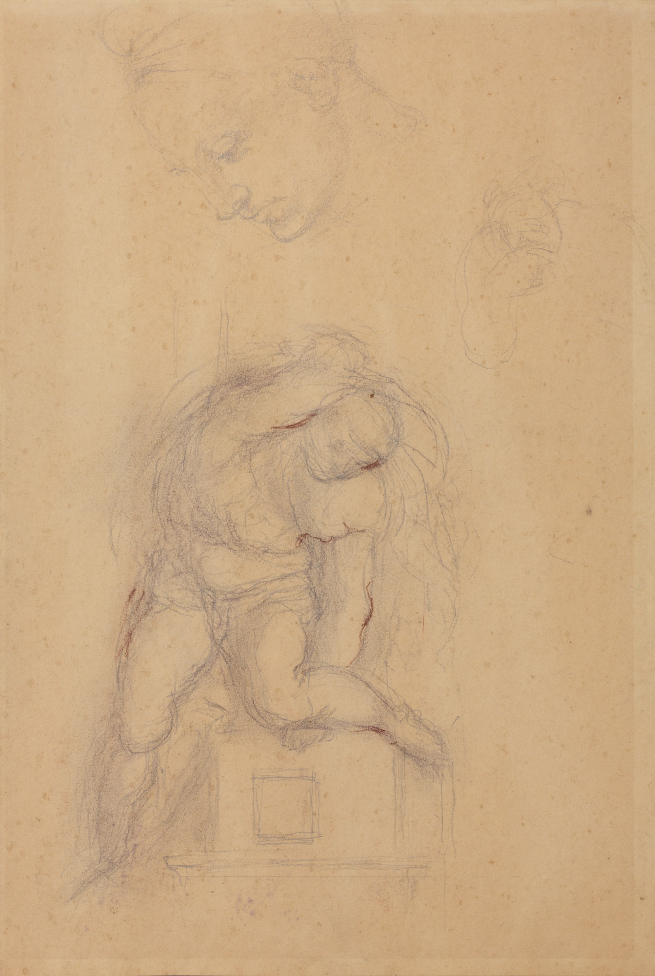 Testa di Leda, Nudo maschile seduto (disegno, opera isolata) di Cuneo Renata (XX)