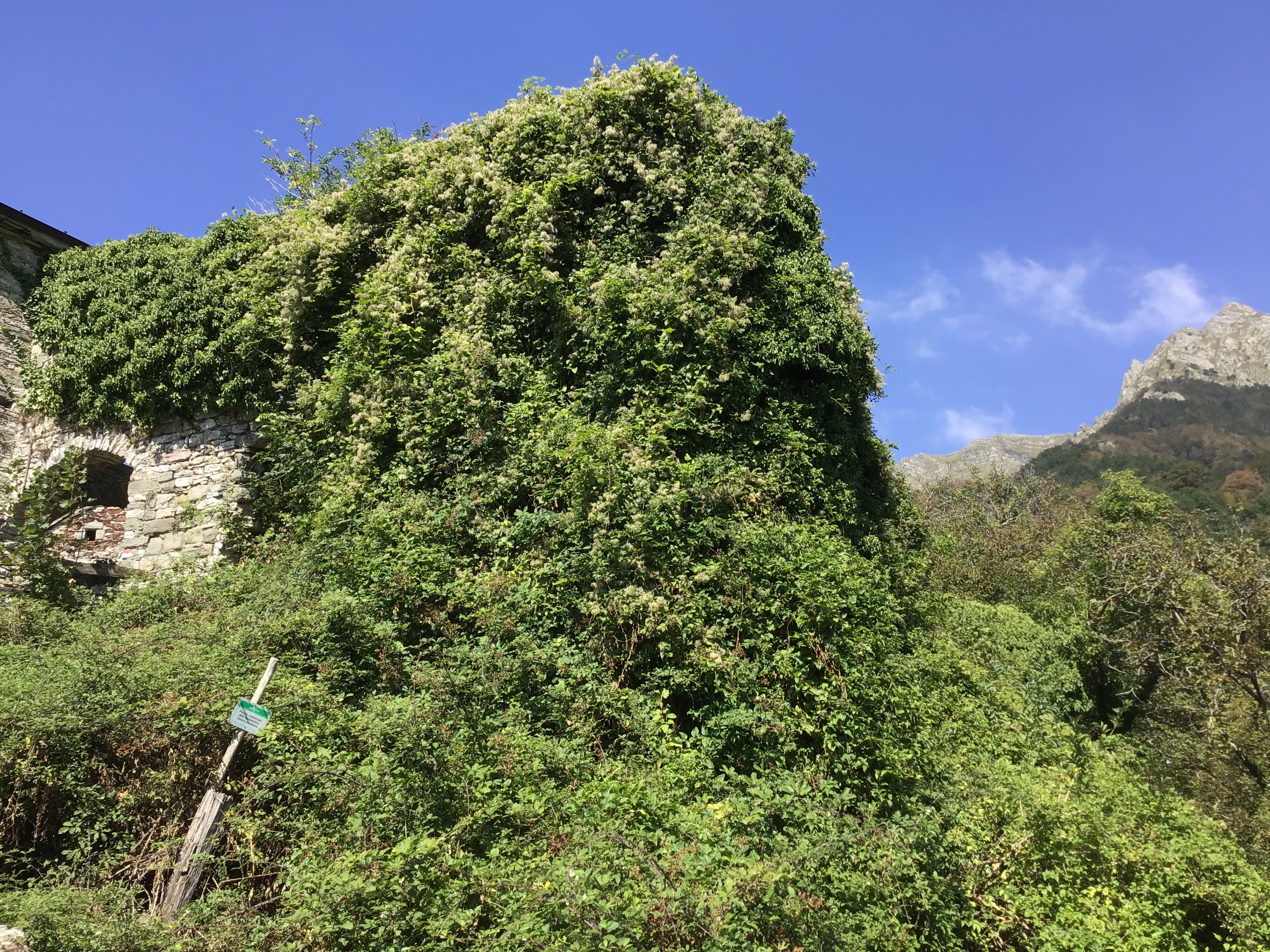 [Casa rurale in via Torsana] (casa, rurale) - Comano (MS)  (XVI, seconda metà)