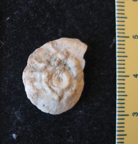 fossile (Serpulide (verme marino), esemplare)